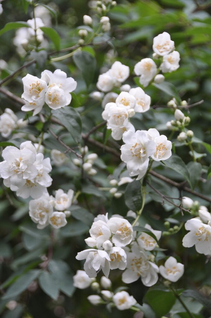 flower, jasmine, shrub-18997.jpg