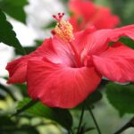 hibiscus, red hibiscus, red flower-1052018.jpg