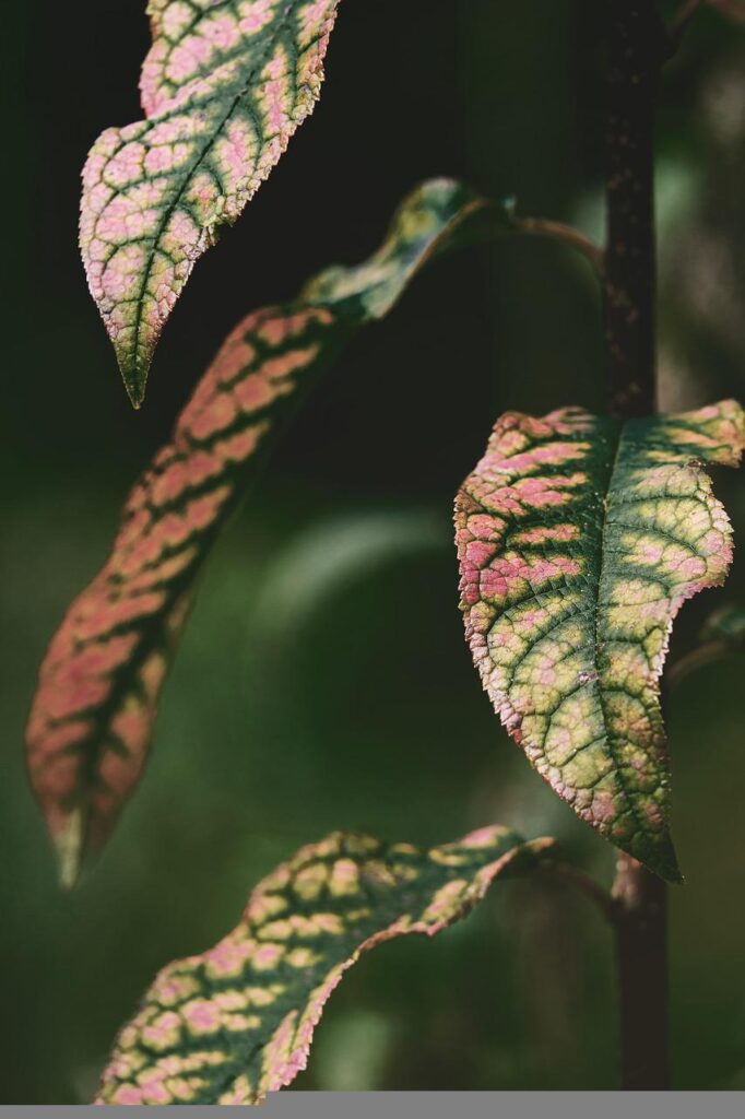 leaves, plant, bicolor leaves-5622832.jpg