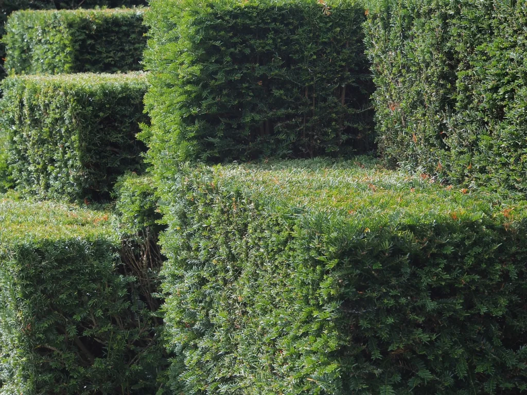 green, hedge, topiary-434298.jpg