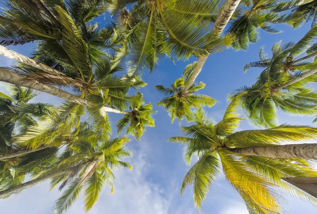 trees, summer, beach-5033072.jpg